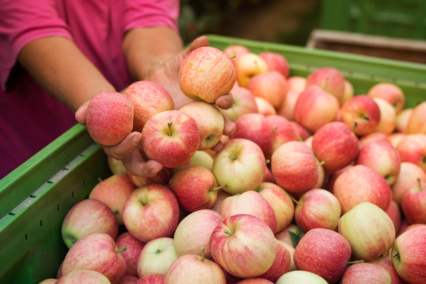 Pommes pour nettoyer les reins